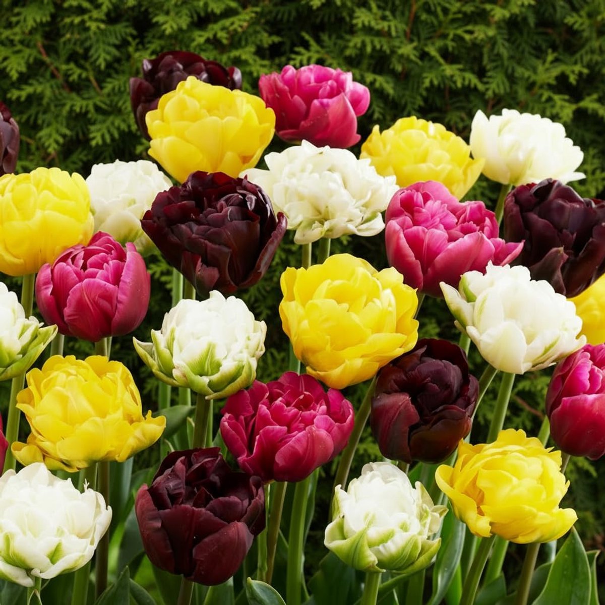 25x Dubbelbloeiende tulpenbollen voorjaarsmix | Exclusieve tulpenbollen uit Nederland | Minstens 5 verschillende soorten en kleuren | Winterharde en meerjarige tulpen voor tuin, potten en balkon