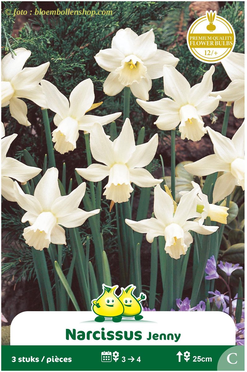 3 Zakjes Botanisch Narcis Jenny maat 12/+