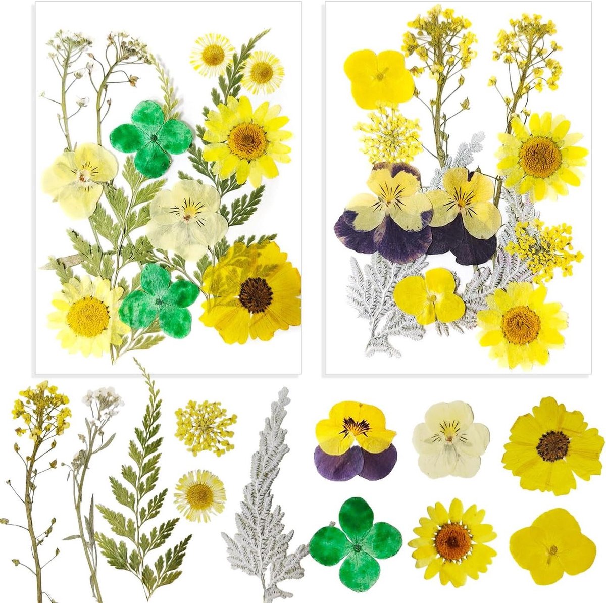 Geperste Bloemen - Gedroogde Bloemen - Hobby & Knutselen - Natuurlijke Kleuren - 24 stuks - Geel