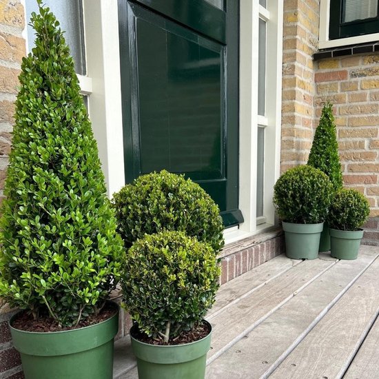 Hulstplanten Piramide - Buxus vervanger - Tuin decoratie - Resistent tegen buxusboorder - 55 cm hoog - Groen — afbeelding 4