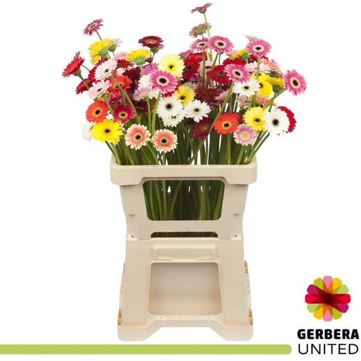 20x Germ.pic.crazy mix var. 50cm