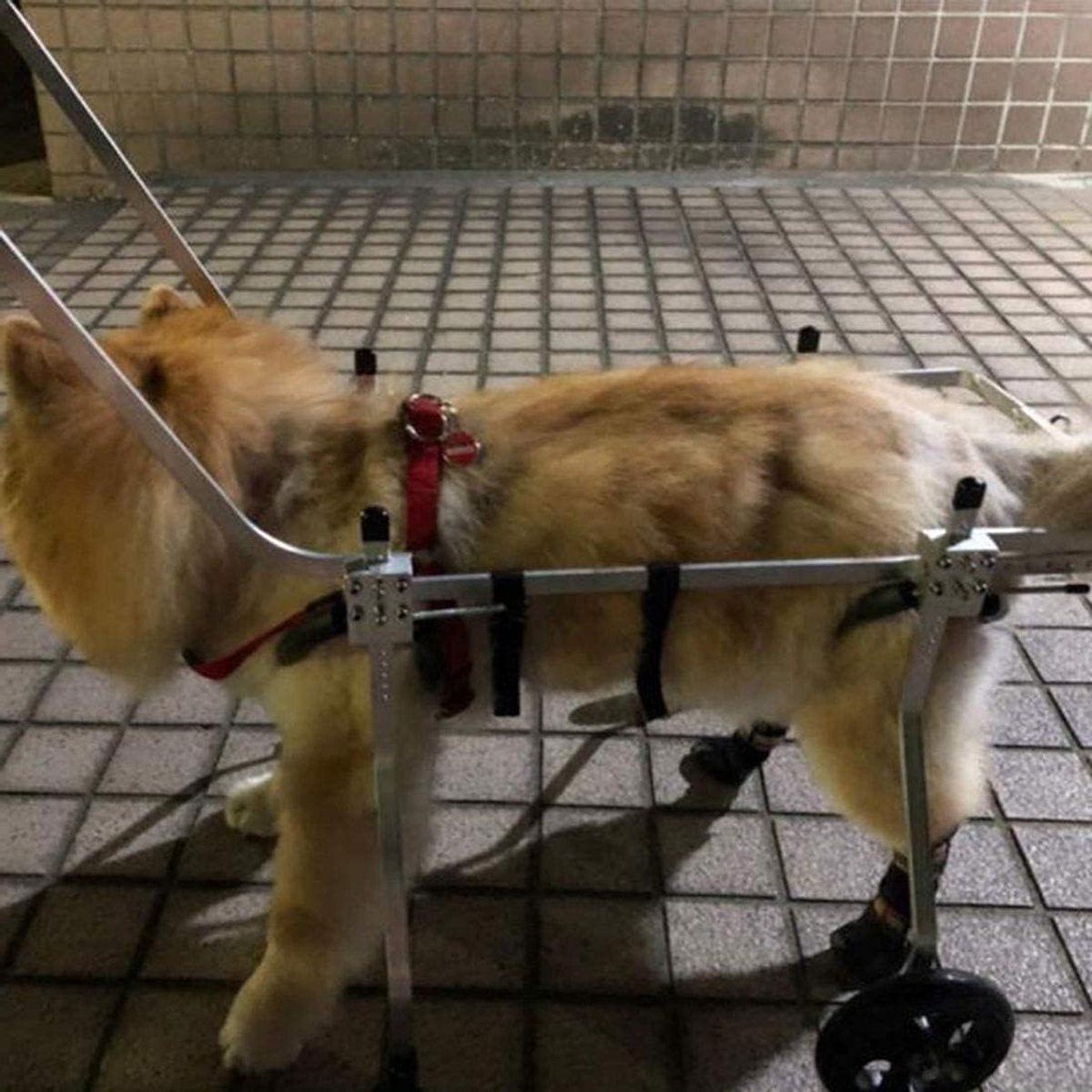 Huisdierenrolstoel - Hondenkar - Ondersteund Lopen - Verstelbaar Aluminium Frame - 2 Wielen - Zilver