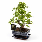 vdvelde.com - Bonsai boom S-vormig ca. 8 jaar, Carmona of Zelkova - Set met Japans keramieken pot - Indoor kamerplant - Cadeau set