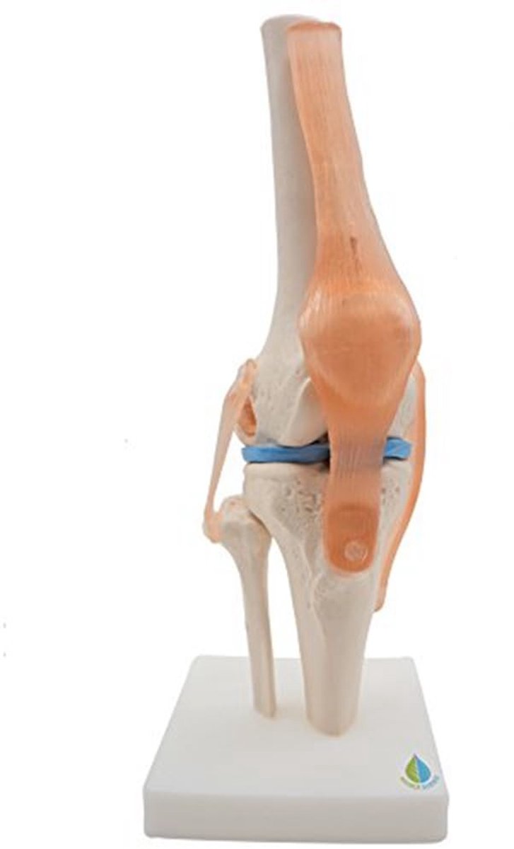 Anatomisch Kniegewricht Model - Levensgroot met Ligamenten