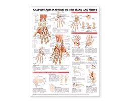 Anatomy And Injuries Of The Hand And Wrist Anatomical Chart