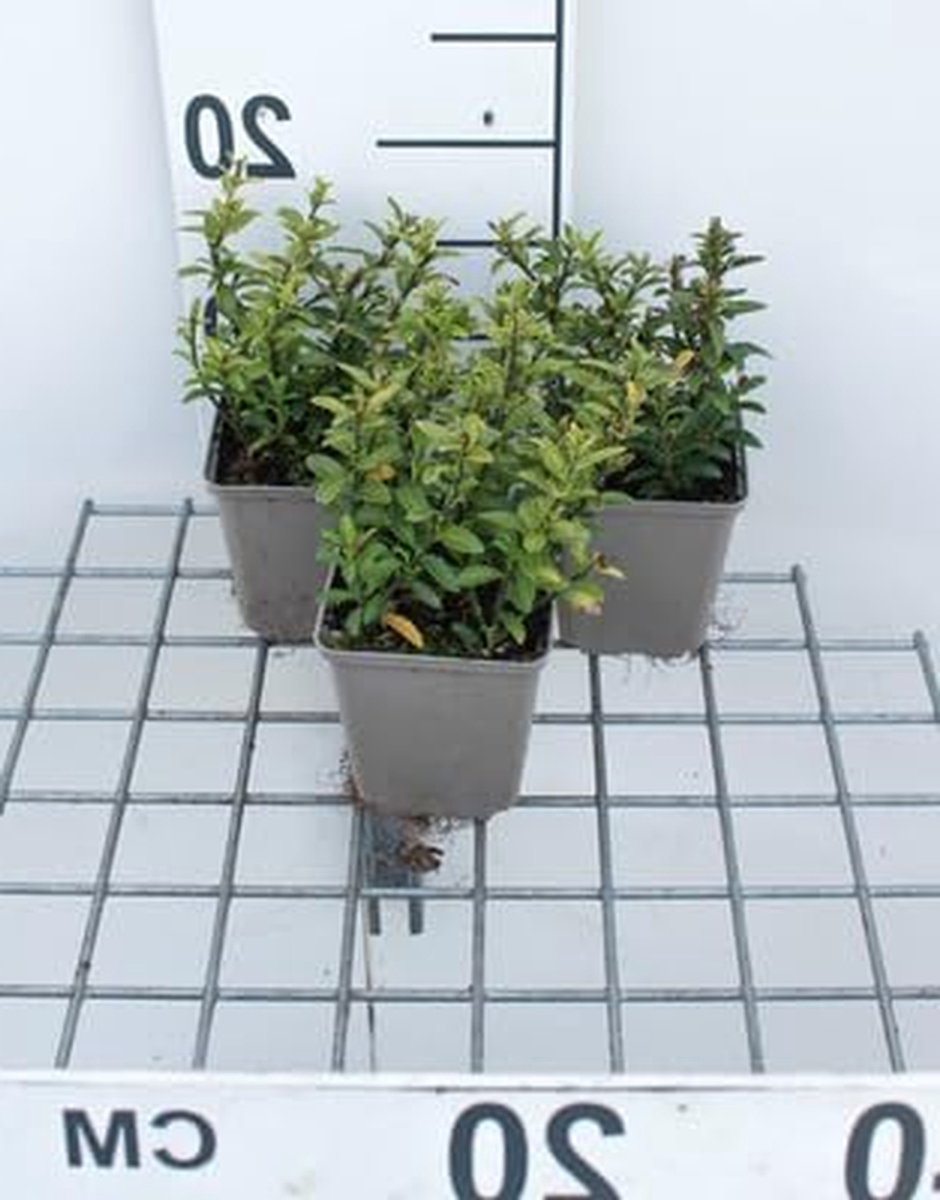 Kruipende Kardinaalsmuts - Japanse Kardinaalsmuts Bodembedekker - Tuinieren Bodembedekking - Kleine Glanzende Bladeren - 12 stuks 9x9 cm pot - Groenblauw