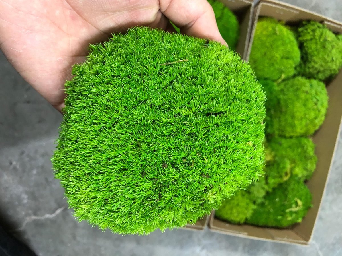 Omgoods- Geconserveerde Planten - Decoratief Kussen - Natuur Groen - DIY Kit - Wanddecoratie - Onderhoudsvrij - 1500 Vierkante Voet - Moskussen