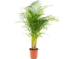 Areca palm - Goudpalm - Kamerplant - Hoogte 120-140 cm - Potmaat Ø24cm