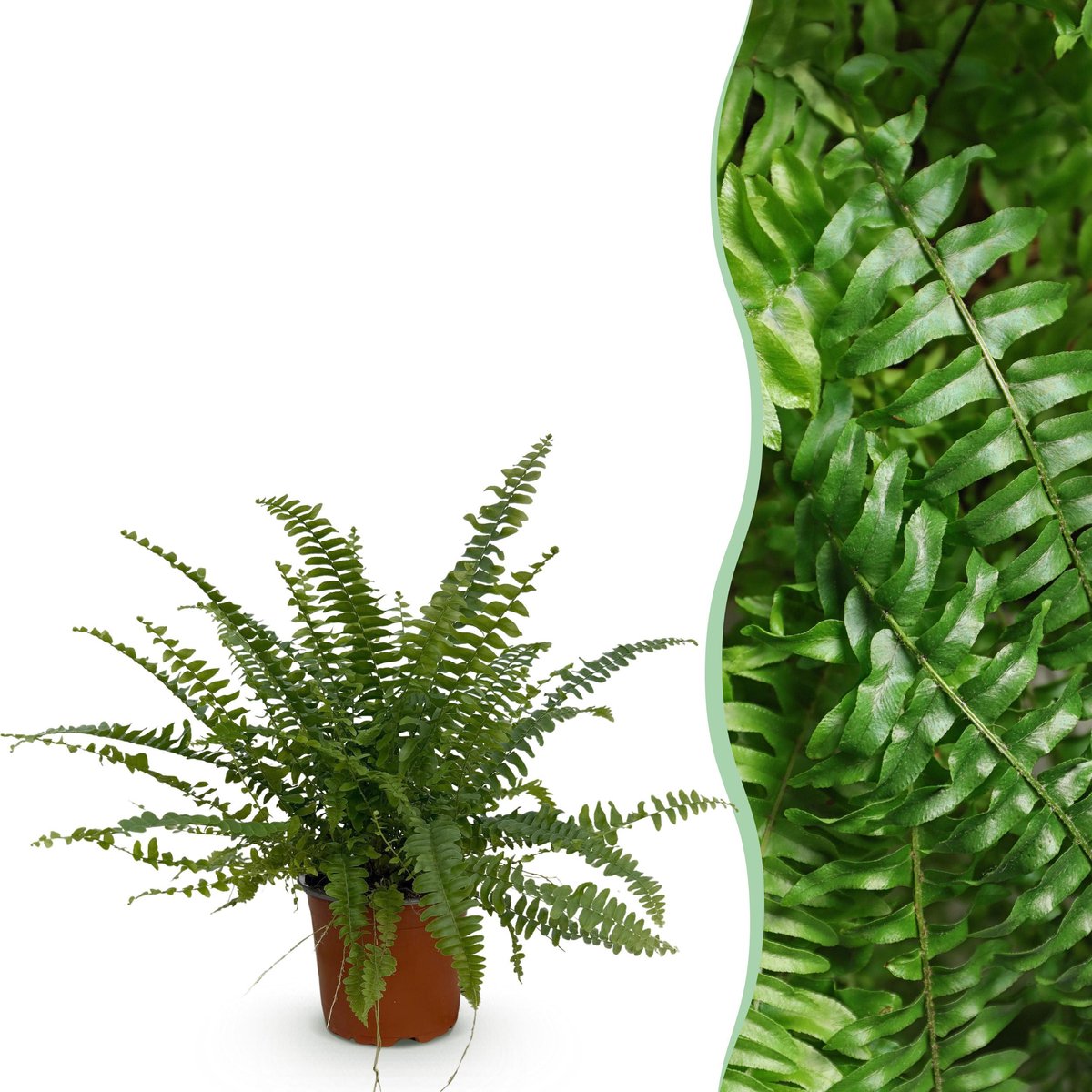 Plantenboetiek.nl | Nephrolepsis exaltata Green Lady - Varen - Huisdiervriendelijke Plant - Groen - Ø12cm - 25cm hoog - Kamerplant - Groenblijvend