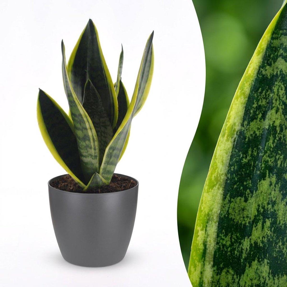 Plantenboetiek.nl | Sansevieria Future Superb - Vrouwentong - met Potter Grijs - Ø12cm - 25-35cm hoog