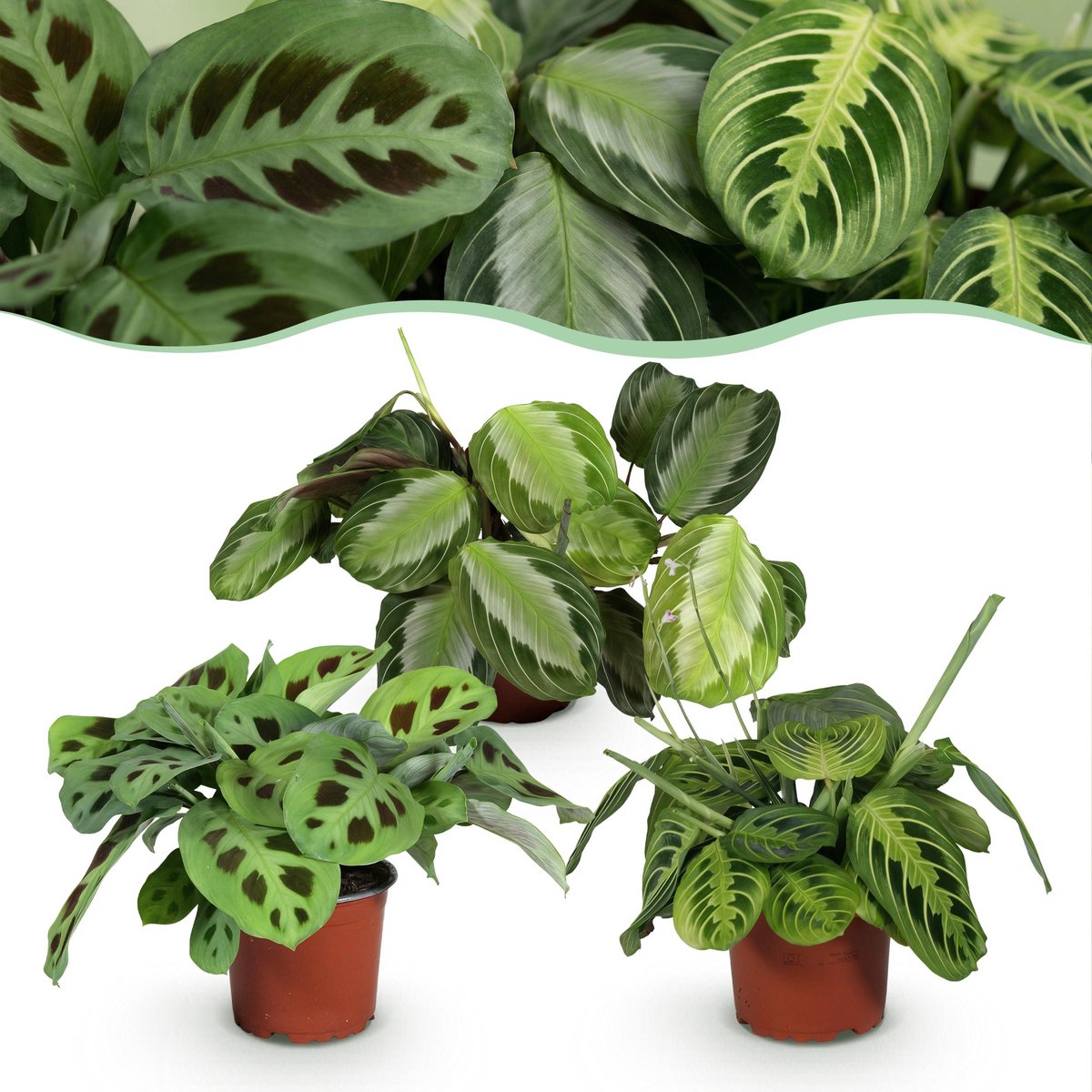 Plantenboetiek.nl | Marantha Silverband, Marantha Lemon Lime Marantha Kerchoveana - Gebedsplant - Huisdiervriendelijke Plant - Groen - 3 Planten - Ø12cm - 25cm hoog - Kamerplant - Groenblijvend