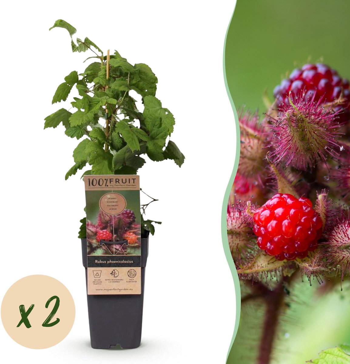 Plantenboetiek.nl | Rubus phoenicolasius - Japanse wijnbes - Winterhard - Fel Rode Framboos - 2 Planten - Ø15cm - 40-50cm hoog - Tuinplant
