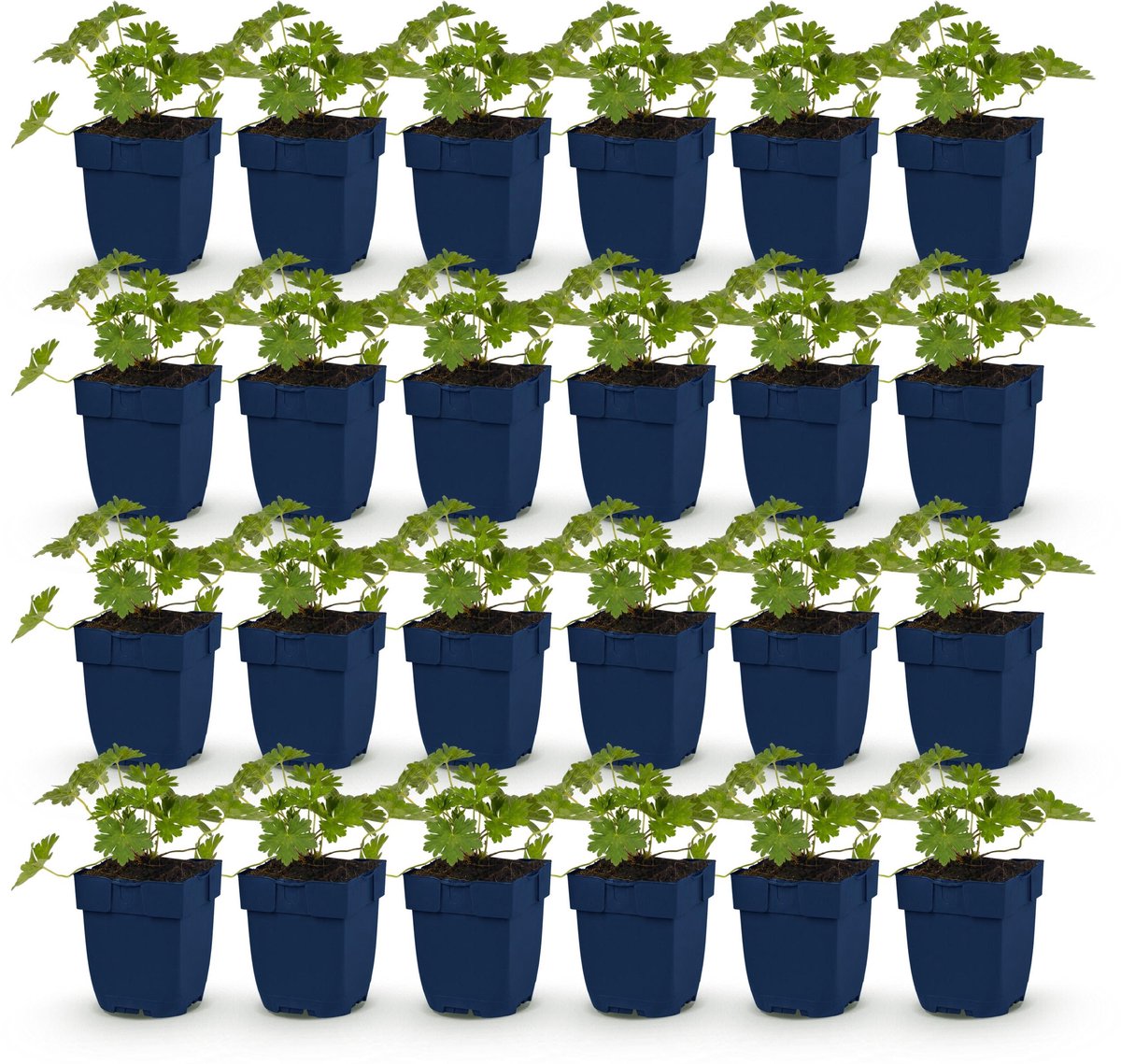 Plantenboetiek.nl | Geranium 'Rozanne' - Ooievaarsbek - Bodembedekkend - Blauw - 24 Planten - Ø11cm - 15-25cm hoog - Tuinplant