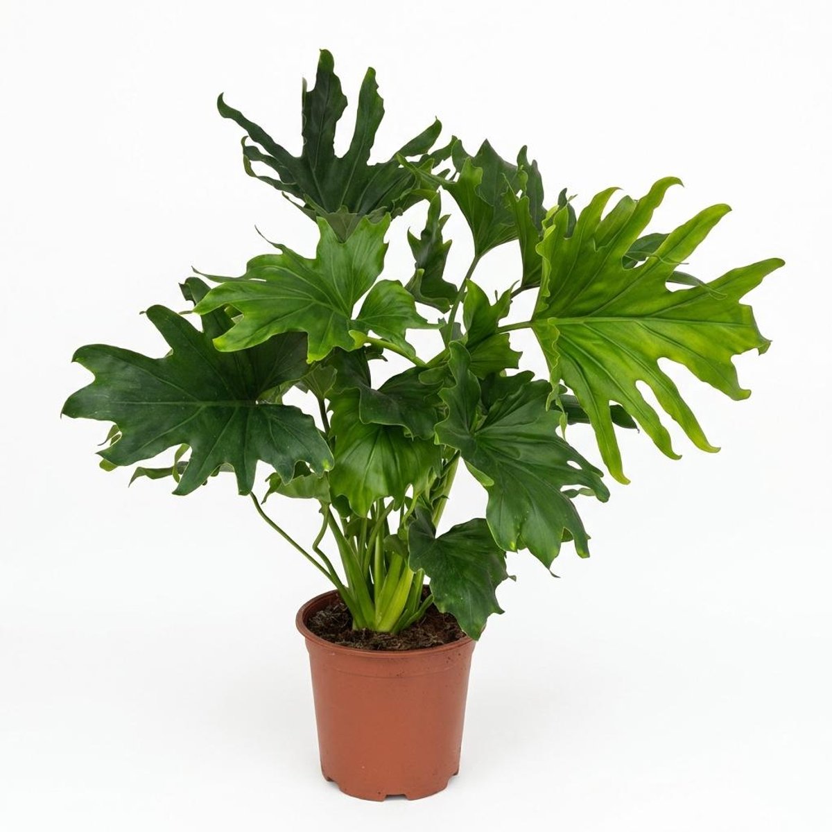 Plantenboetiek.nl | Philodendron - Philodendron Lickety split - Groen - Weinig onderhoud - Ø19cm - 60-70cm hoog - Kamerplant - Groenblijvend
