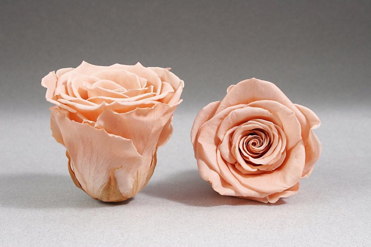 FLOWERBOX Infinity-Bloom Rose Heads, Set of 12 Preserved Roses, Mini Head Diameter Approx. 3.5 cm (Rose, Mini) - ShopVlot