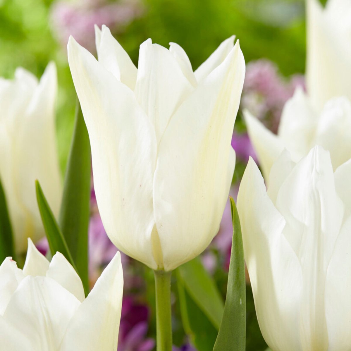 Tulp (Tulipa) - Purissima - Snijbloemen - Voorjaarsbollen - bloeit in April / Mei