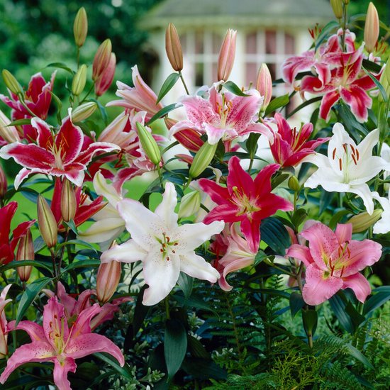 Een mengeling van bloeiende lelies in de kleuren roze, wit en rood met groene bladeren.
