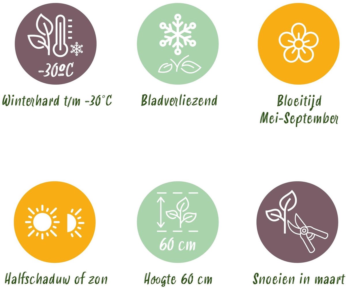 Green boutiQ - Vasteplant - Nepeta sib. Wild Orchid - Kattenkruid - Bijen en Vlinderlokkers - Roze - 6 Planten - Pot 11cm - Hoogte 15-25cm