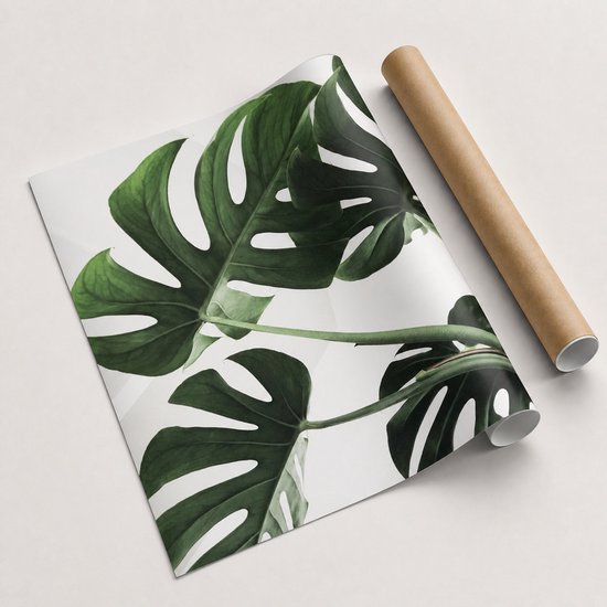 Een poster met grote, groene monstera bladeren, opgerold met een bruine koker.