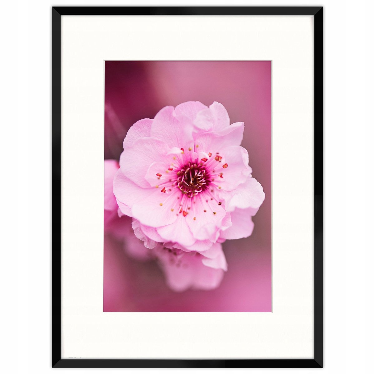 Zwarte fotolijst 60x80 cm met passe-partout (40x60 cm)