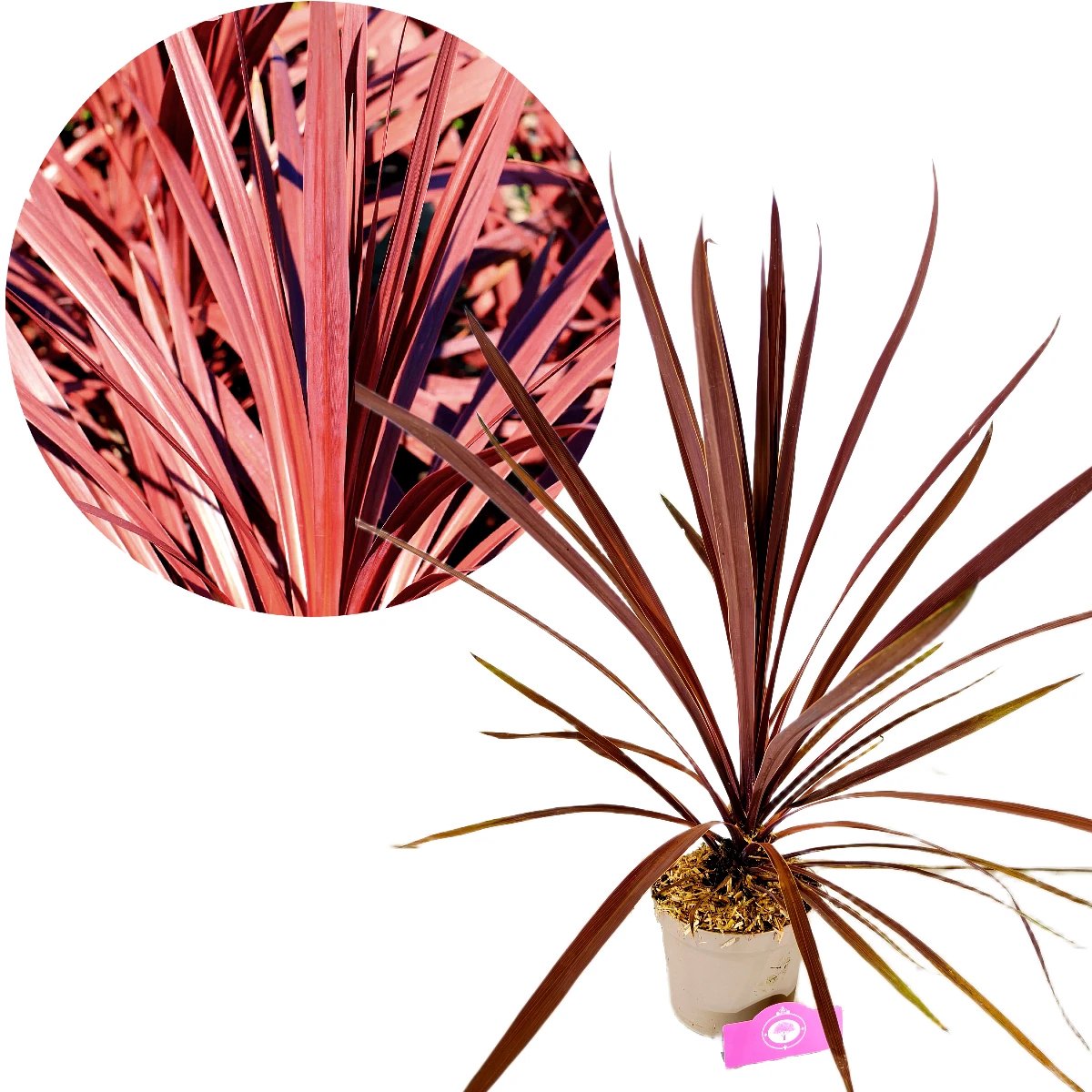 Cordyline australis 'Red comet', Koolpalm, Hoogte 40-60cm, 2 liter pot