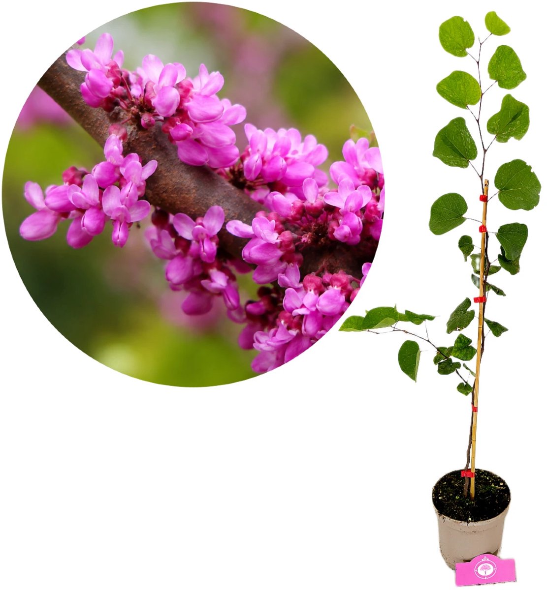 Cercis siliquastrum, Judasboom, Hoogte 60-80cm, 2 liter pot