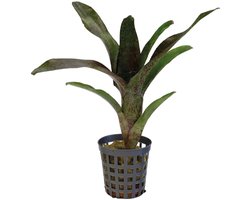 Aquafleur Neoregelia Atlantis | In 5 cm pot