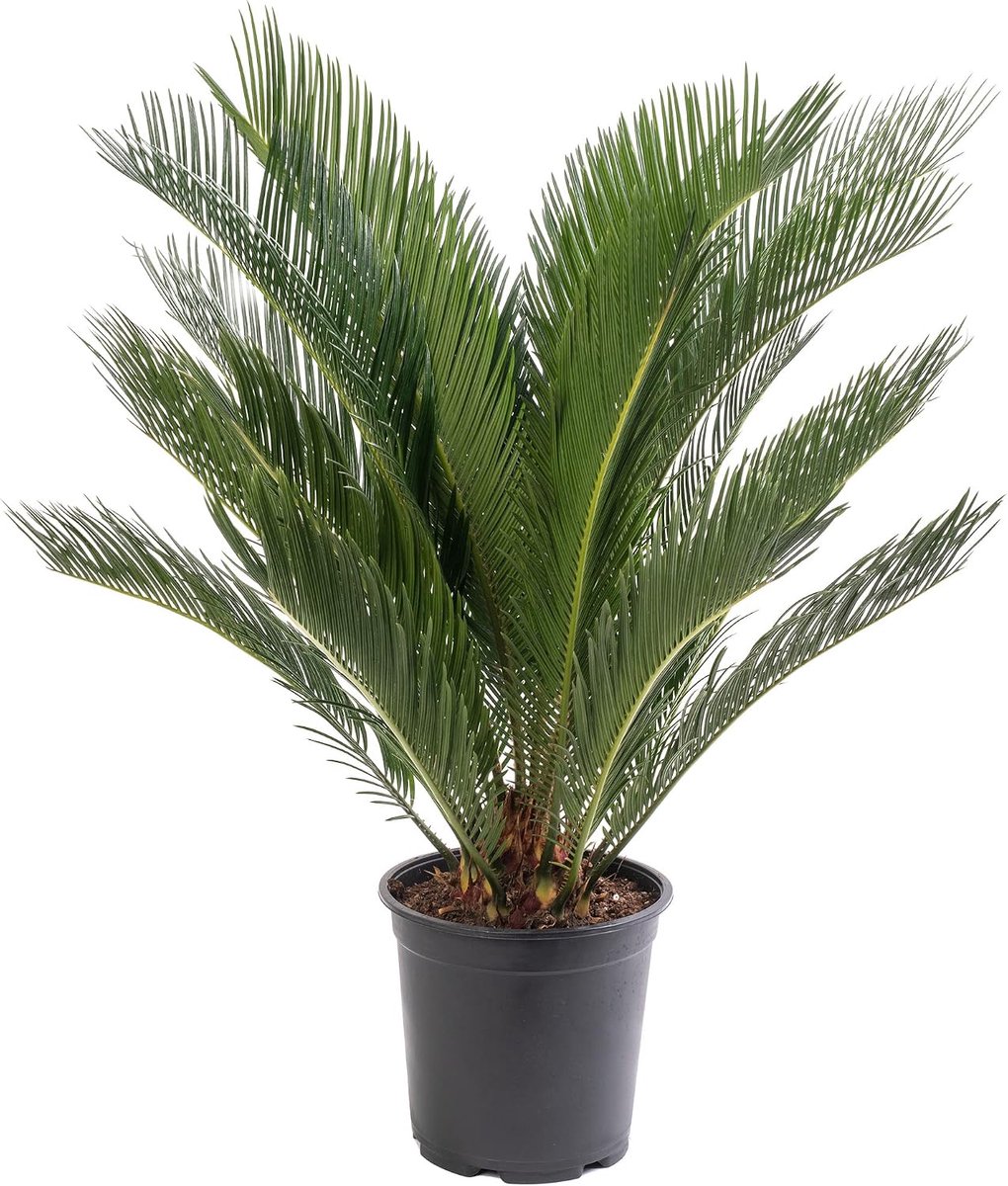 SnelShoppen - Sago palm, grote kamerplant, echte altijdgroene boom, hoog, exotisch, zeldzaam, luchtzuiverend, onderhoudsarm voor binnen