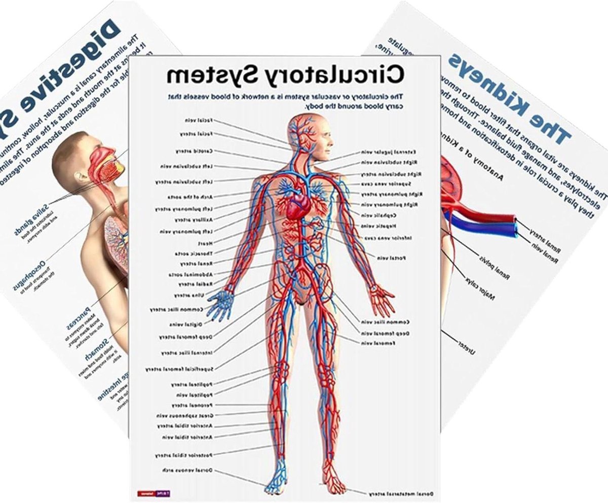 Anatomie Poster - Zenuwstelsel Diagram - Studie Ondersteuning - 16 Delige Set - 25.5x20.5 cm - Enkel kenmerk