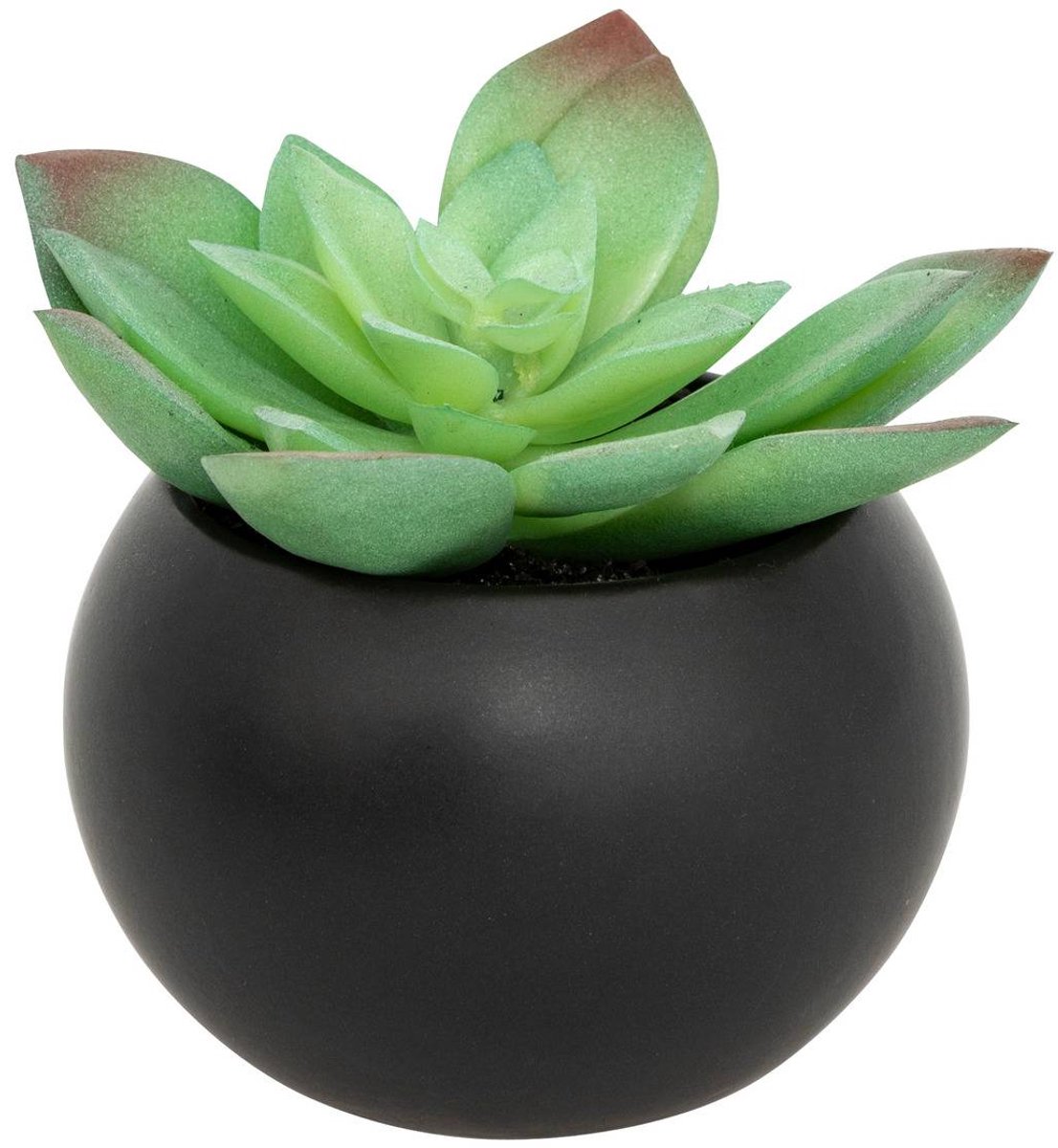 Vetplant in pot ANDA