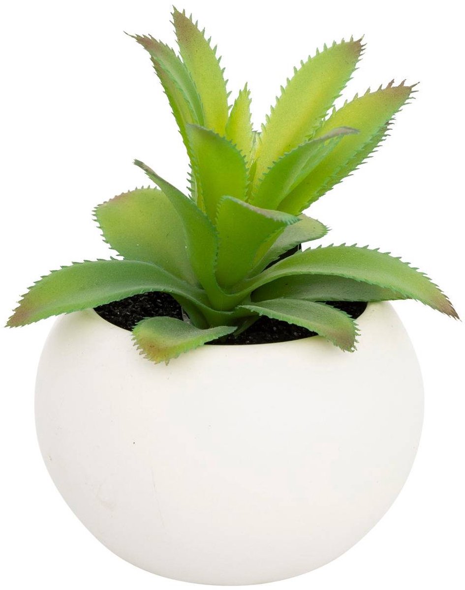 Vetplant in pot ANDA