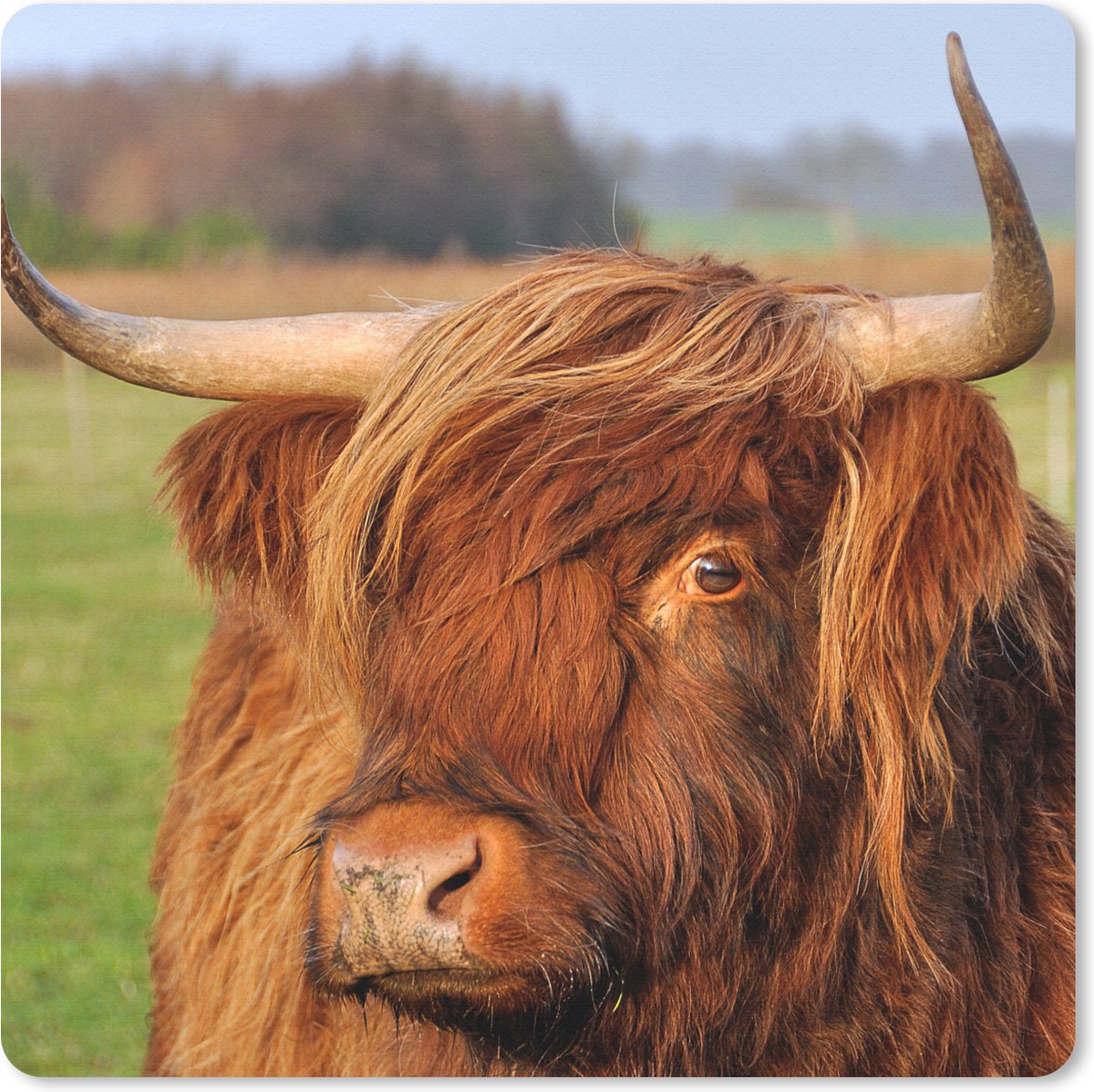 Muismat 20x20 cm - Mousepad Schotse Hooglander - Gras - Boom - Muismatten