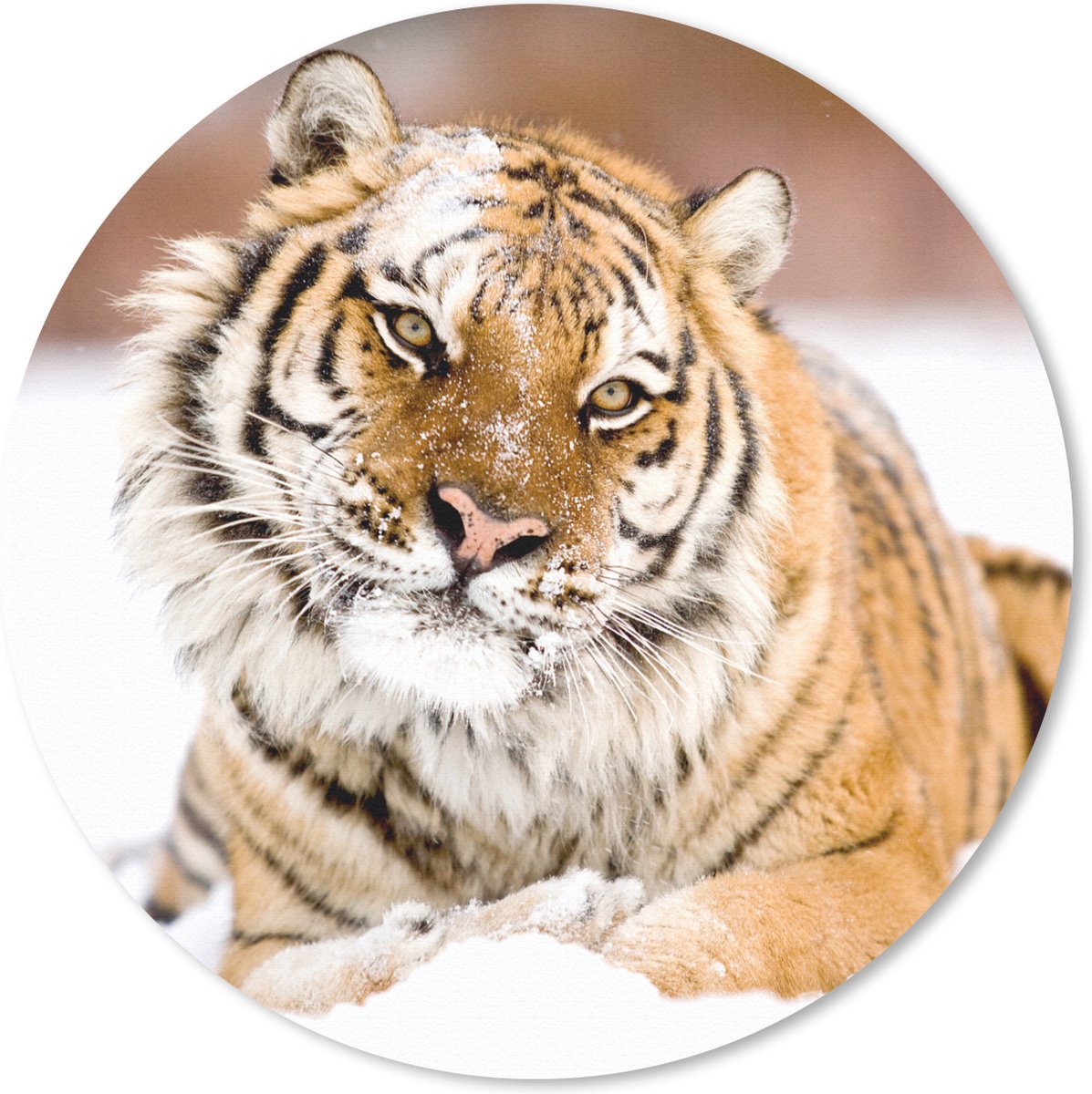 Muismat rond 30x30 cm - Mousepad Tijger - Sneeuw - Wit - Ronde muismatten