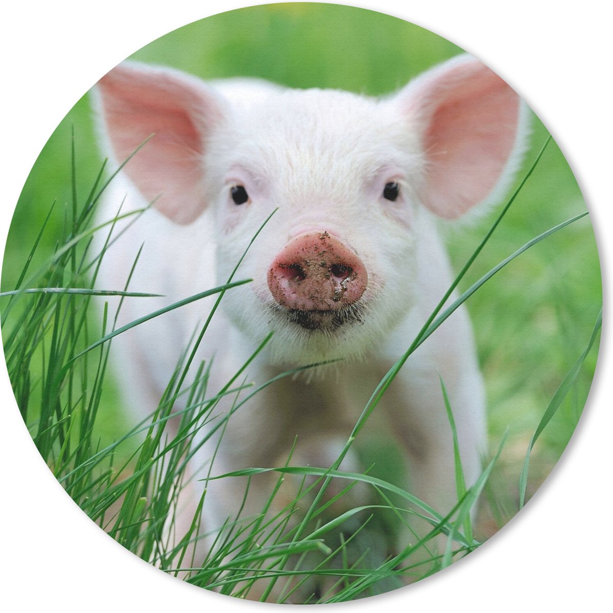 Muismat rond 20x20 cm - Mousepad Varken - Dieren - Big - Ronde muismatten