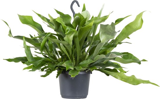 Platycerium bifurcatum kopen