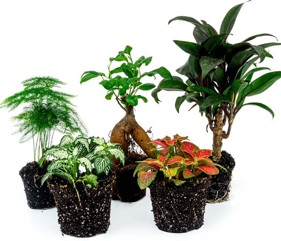 Terrarium planten pakket Ficus Ginseng - 5 planten - Bonsai - Palm - Asparagus - 2x Fittonia