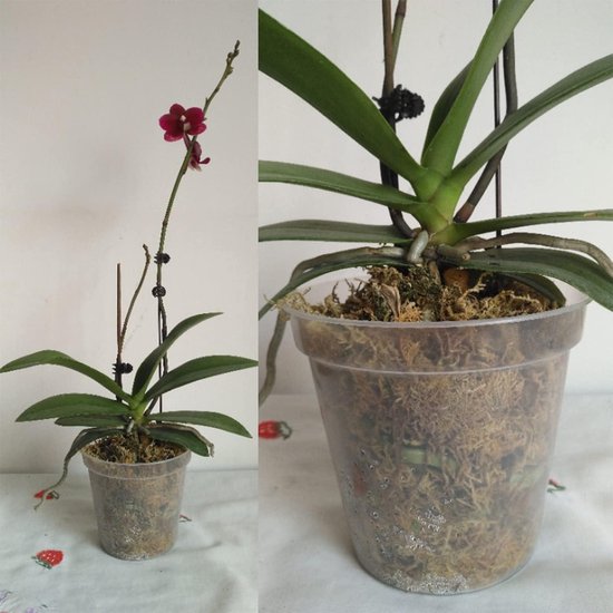Plastic Orchidee Pot Set Orchideeën Potten Met Drainage – Set Van 5 Doorzichtige Plastic Potten – Perfect Voor Gezonde Wortels & Een Langere Bloei Orchidee Potten Met Gaten Plastic Orchidee Pot Set Orchideeën Potten Met Drainage – Set Van 5 Doorzichtige Plastic Potten – Perfect Voor Gezonde Wortels & Een Langere Bloei Orchidee Potten Met Gaten