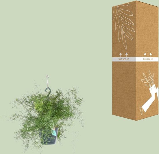 Asparagus Densiflorus Sprengeri -35cm -Ø17 Groene Kamerplant -Sierplantenshop