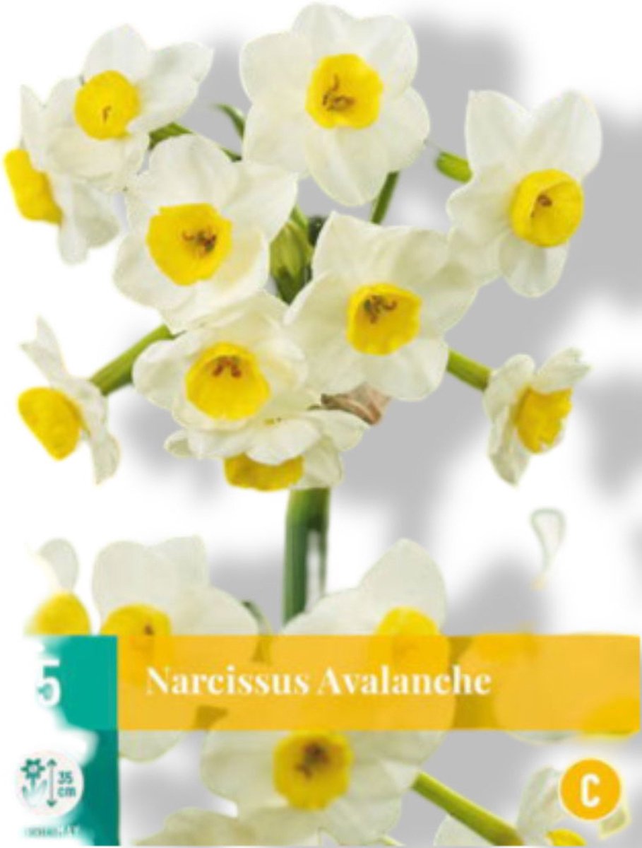 JUB - Narcissus avalanche