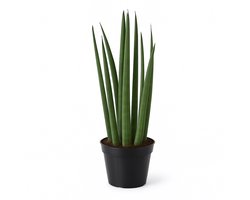 Sansevieria Cylindrica – Vrouwentong – Kamerplant – Luchtzuiverend & Makkelijk te Verzorgen – Hoogte 38cm - Pot Ø10,5cm – Voor Woonkamer of Kantoor – Weinig Onderhoud – Plant