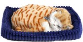 Perfect petzzz Soft orange tabby