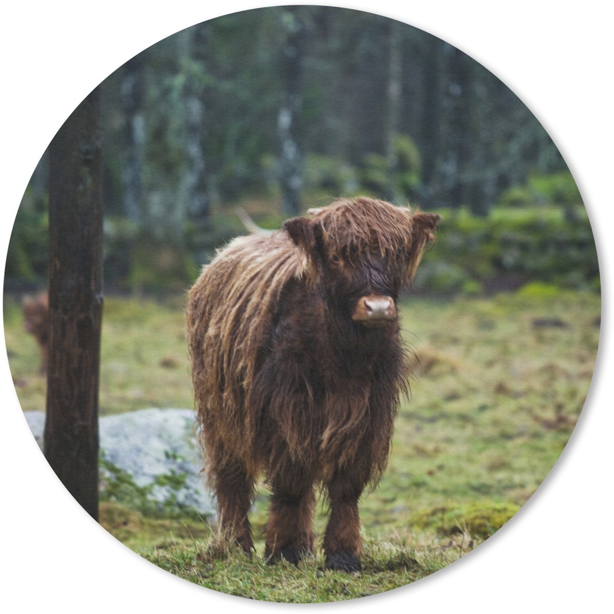 Muismat rond 50x50 cm - Mousepad Schotse Hooglander - Bos - Mos - Ronde muismatten