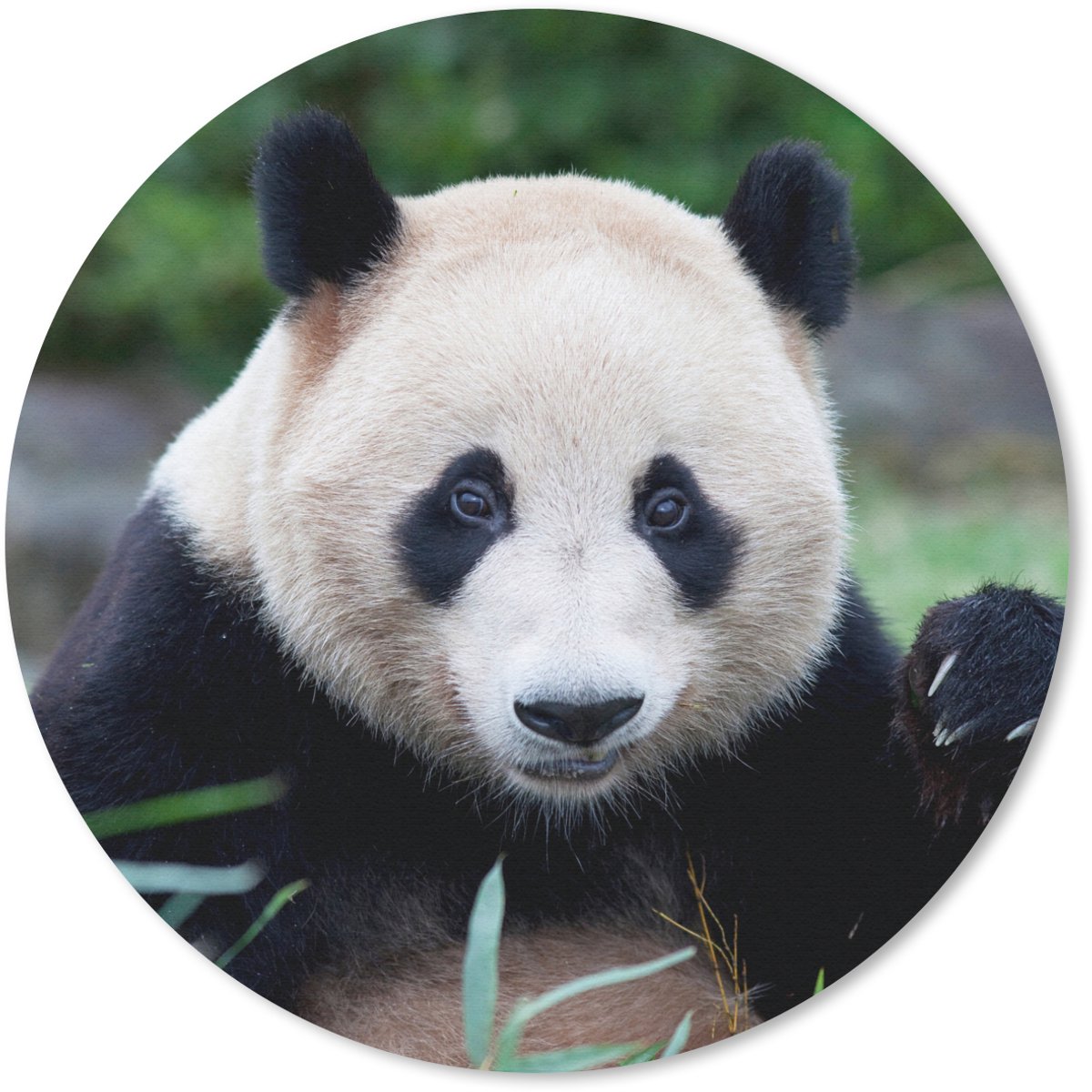 Muismat rond 40x40 cm - Mousepad Reuzenpanda - Gras - Stenen - Ronde muismatten
