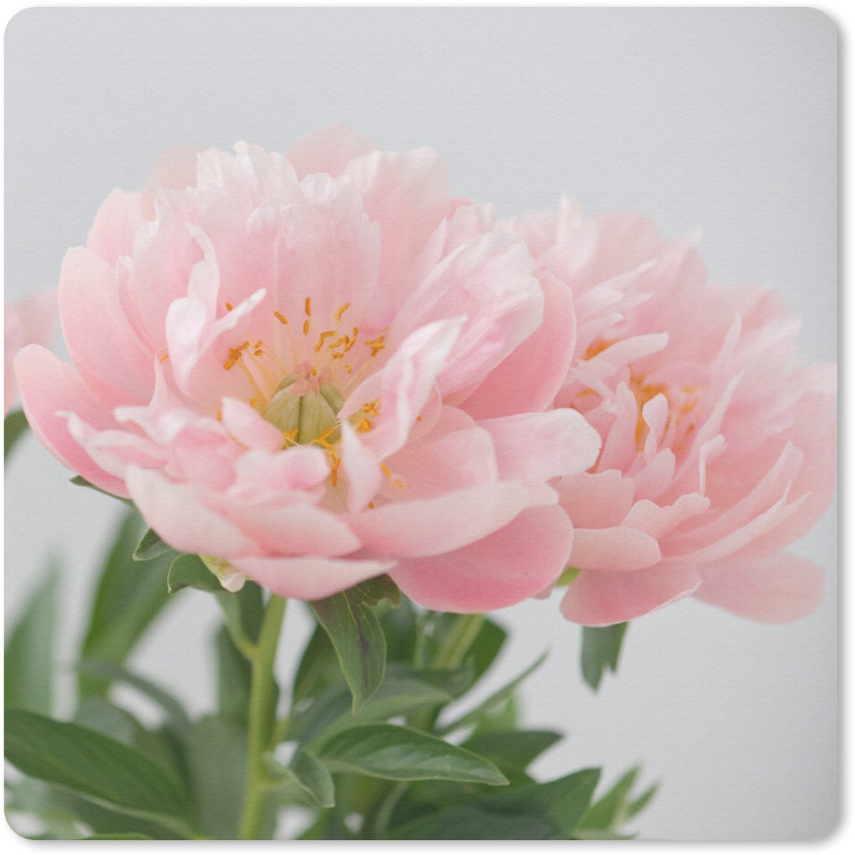 Muismat 30x30 cm - Mousepad Boeket van roze pioenrozen - Muismatten