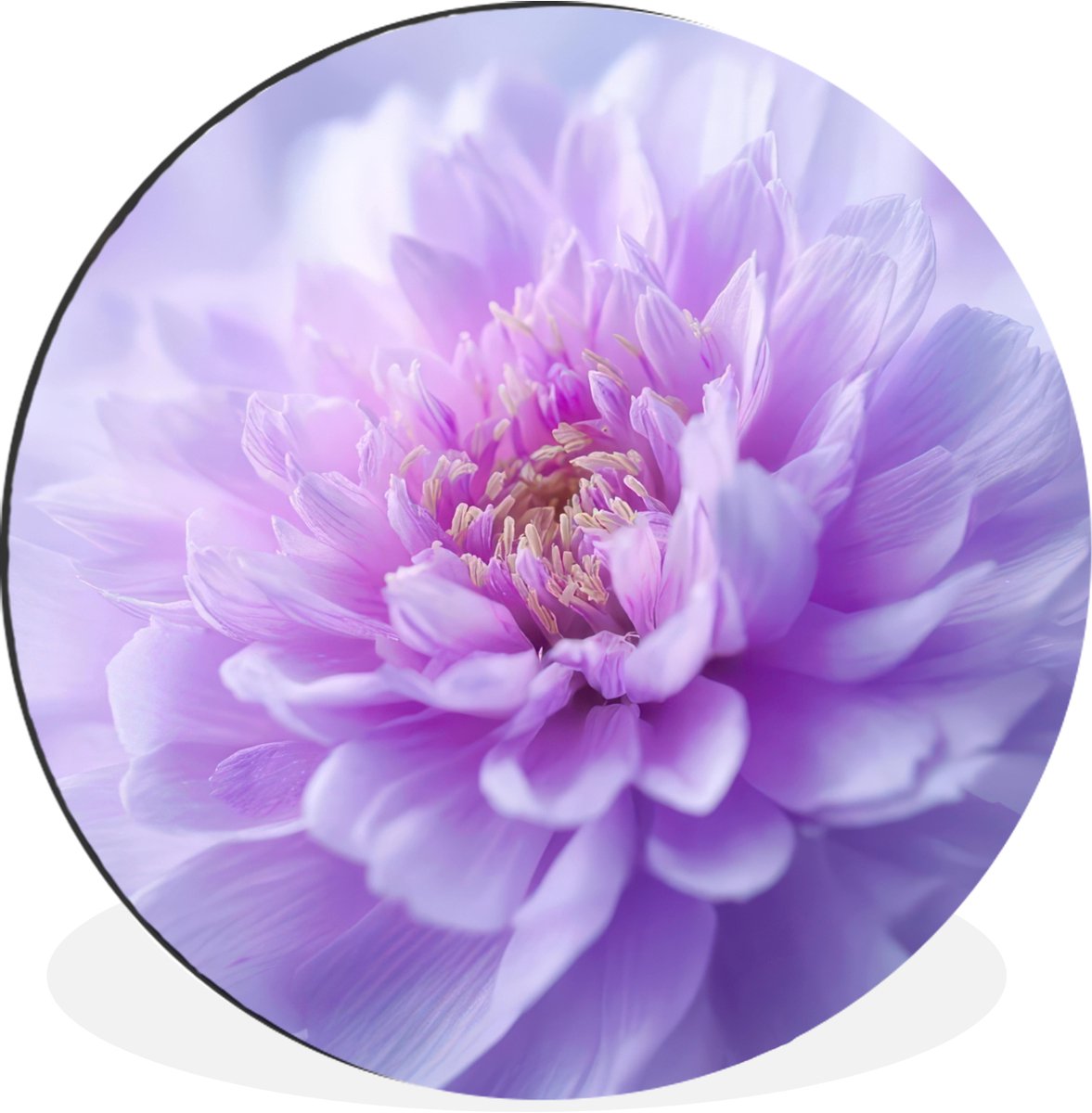 WallCircle Wandcirkel - Muurcirkel - Paars - Dahlia - Dromerig - Aluminium - Dibond - 60x60 cm - Binnen en Buiten