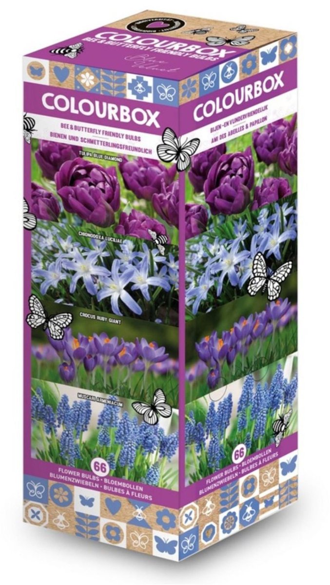 Colourbox Blauw – Bloembollen mix - bloeit in Februari / Maart / April / Mei