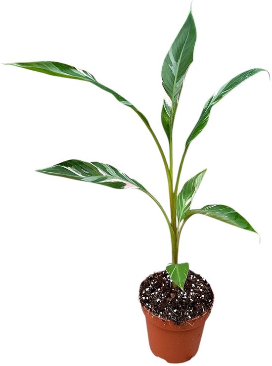 7 meestverkochte bananenplant soorten 4 Musa Nono Ø17 cm