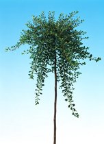 Cotonéaster congestionné C2 25-30 cm