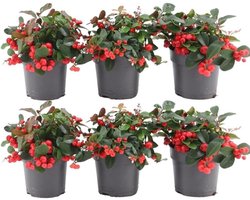 Set van 6 Bergthee planten Gaultheria procumbens Big Berry - 12 cm - winterhard