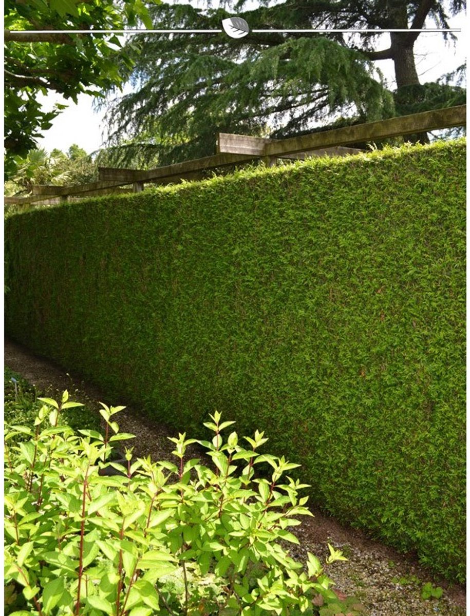 Levensboom Thuja plicata Martin 140-160 cm, 25x Haagplant